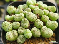 청희 210-2323 : 코노피튬 - 엑스플랜트