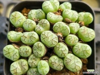 청희 210-2323 : 코노피튬 - 엑스플랜트