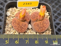 아우캠피아 2343 : 리톱스 - 엑스플랜트