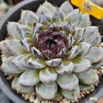 잼스톤-186 : 다육식물 - 엑스플랜트