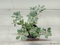 (단품)무늬만리향 2번 : 공기정화식물 - 엑스플랜트