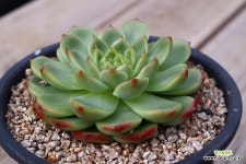 청그린 141025 : 다육식물 - 엑스플랜트