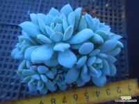 데룰루 1028-1920 : 다육식물 - 엑스플랜트