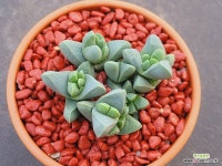 기배움 토분 완성분 (분째배송합니다) 1029 : 다육완성품 - 엑스플랜트