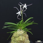 59백설공주 白雪公主 Baekseolgongju (Snow white) Neofinetia : 풍란 부귀란(명품관) - 엑스플랜트 59백설공주 白雪公主... 