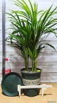 [아레카야자] 싱그러운 푸른잎과 탁월한 공기정화 J1073 -동일품배송- 높이90cm 폭50cm : 관엽식물 - 엑스플랜트