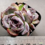 다크오팔1108-629 : 다육식물 - 엑스플랜트