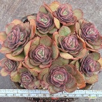 수연 : 다육식물 - 엑스플랜트