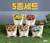 국산수제화분 도향446(블루) : 다육화분 - 엑스플랜트