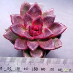 파인로즈1113-478 : 다육식물 - 엑스플랜트