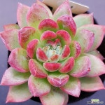 사보에나1115-891 : 다육식물 - 엑스플랜트