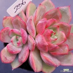 카이노스1115-236 : 다육식물 - 엑스플랜트