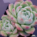 밀크스무디1115-463 : 다육식물 - 엑스플랜트