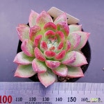 사보에나1115-891 : 다육식물 - 엑스플랜트