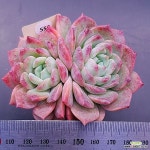 시그너스1115-559 : 다육식물 - 엑스플랜트