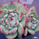 치와와1115-231 : 다육식물 - 엑스플랜트