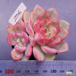 카이노스1115-236 : 다육식물 - 엑스플랜트