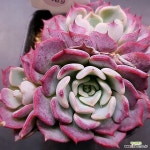 키스미1117-489 : 다육식물 - 엑스플랜트