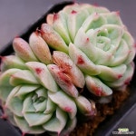 레드벨벳1117-423 : 다육식물 - 엑스플랜트