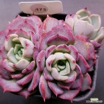 키스미1117-473 : 다육식물 - 엑스플랜트