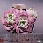 키스미1117-473 : 다육식물 - 엑스플랜트