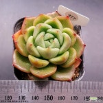 골드젤리1117-477 : 다육식물 - 엑스플랜트