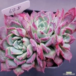 레드썬1120-628 : 다육식물 - 엑스플랜트