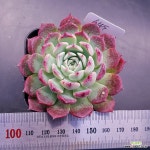 레드썬1120-645 : 다육식물 - 엑스플랜트