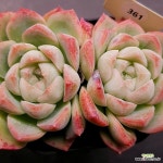 밀크스무디1122-361 : 다육식물 - 엑스플랜트