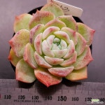 시그너스1122-363 : 다육식물 - 엑스플랜트