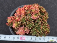 소인제금 11-258 : 다육금 - 엑스플랜트