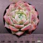 시그너스1122-285 : 다육식물 - 엑스플랜트