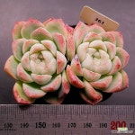 밀크스무디1122-361 : 다육식물 - 엑스플랜트