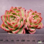 골드애플1122-895 : 다육식물 - 엑스플랜트