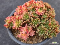 소인제금 11-258 : 다육금 - 엑스플랜트