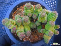 콜루멜리 1123-1317 : 다육식물 - 엑스플랜트