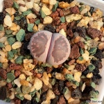 레드국장옥(Kikushogyoku 분채배송)-A1145 : 코노피튬 - 엑스플랜트