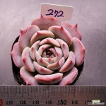 스틸하트1123-272 : 다육식물 - 엑스플랜트