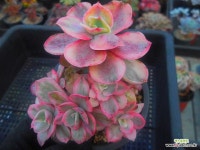 수연금군생 1124-093 : 다육금 - 엑스플랜트