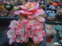 수연금군생 1124-093 : 다육금 - 엑스플랜트