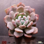 먼로1123-346 : 다육식물 - 엑스플랜트