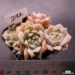 정녀1123-292 : 다육식물 - 엑스플랜트