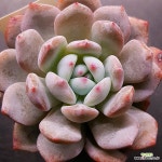 먼로1123-346 : 다육식물 - 엑스플랜트