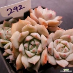 정녀1123-292 : 다육식물 - 엑스플랜트