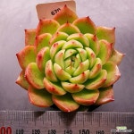 스파이시1123-670 : 다육식물 - 엑스플랜트