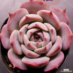 스틸하트1123-272 : 다육식물 - 엑스플랜트