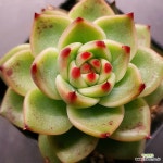 블루드래곤1123-343 : 다육식물 - 엑스플랜트