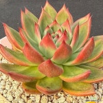 엑설런스 : 다육식물 - 엑스플랜트