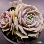 로라(1125-234 : 다육식물 - 엑스플랜트