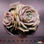 로라(1125-234 : 다육식물 - 엑스플랜트